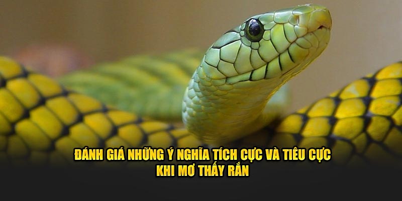 Đánh giá những ý nghĩa tích cực và tiêu cực khi mơ thấy rắn